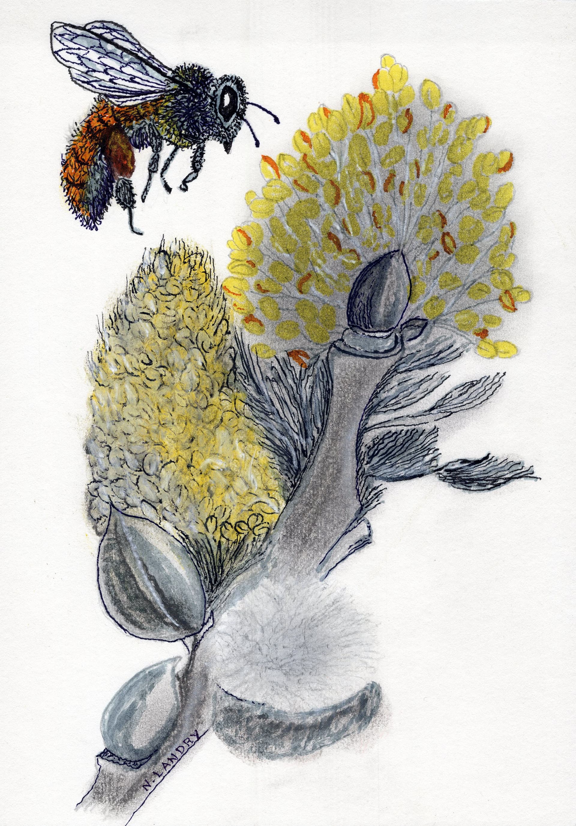 Bumblebee with Yellow Wildflowers