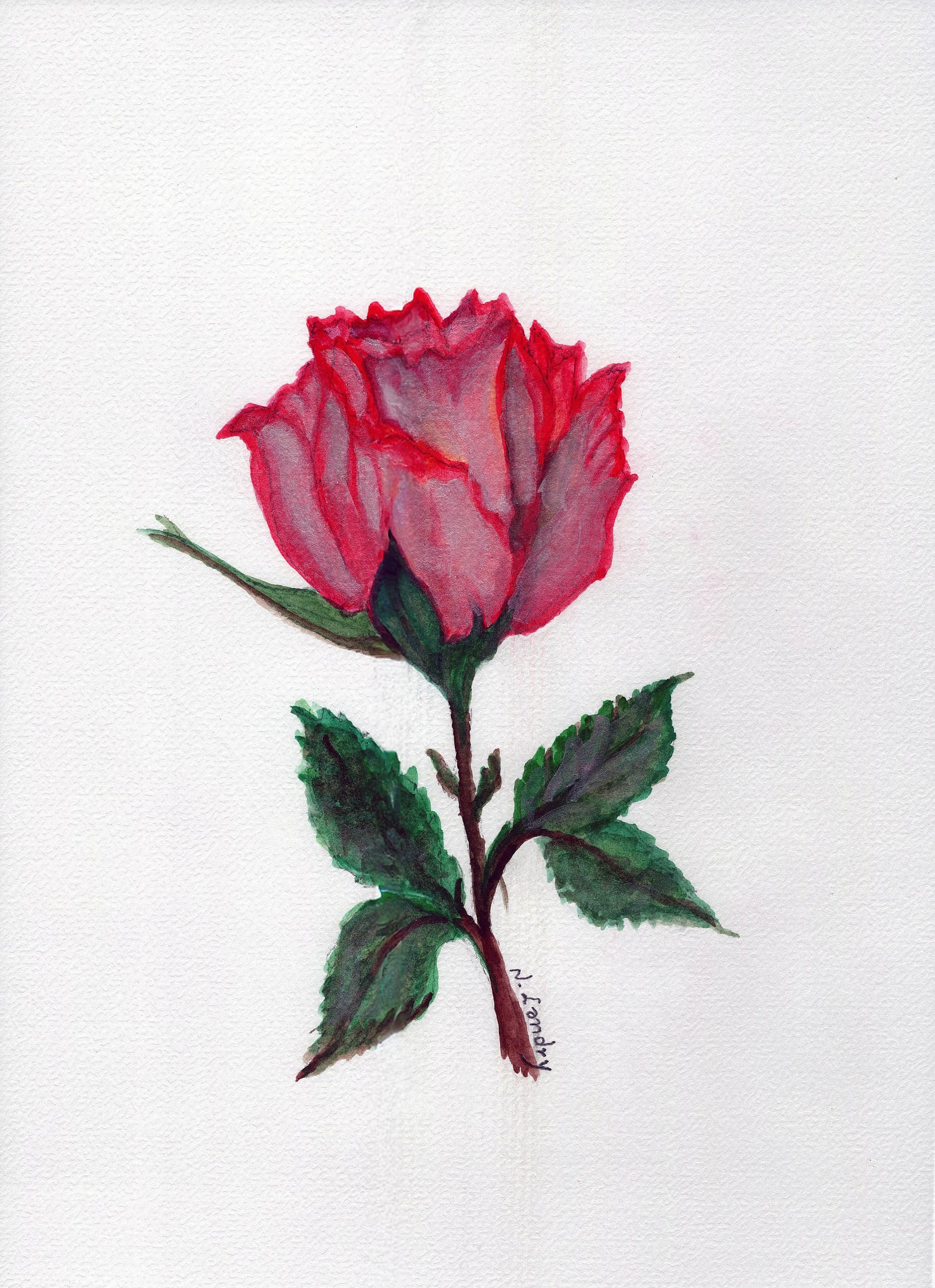 Single Rose Bloom